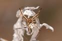 Latrodectus_hasselti_D7177_Z_90_Kidmans camp_Australie